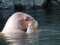 Zoofahrt zu Hagenbeck (11.10.2025, Infos in Rückmeldung)