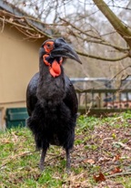 Zoospaziergang (11.09.2025, 16:00 Uhr)